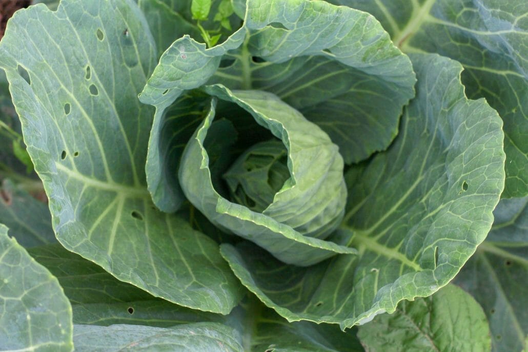 Get calcium from greens, beans, or fortified foods