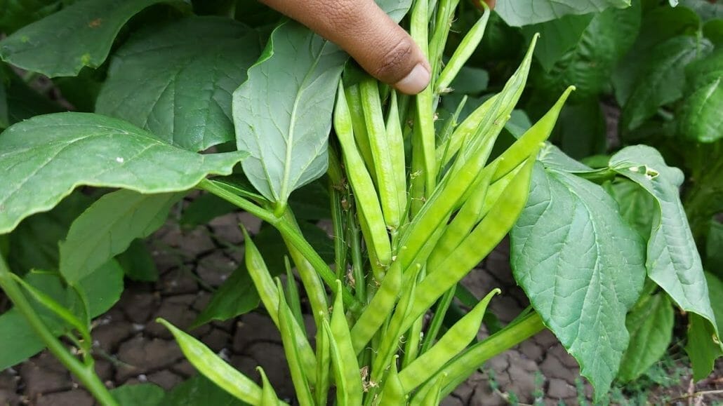 Guar gum is made from the seed of the guar plant