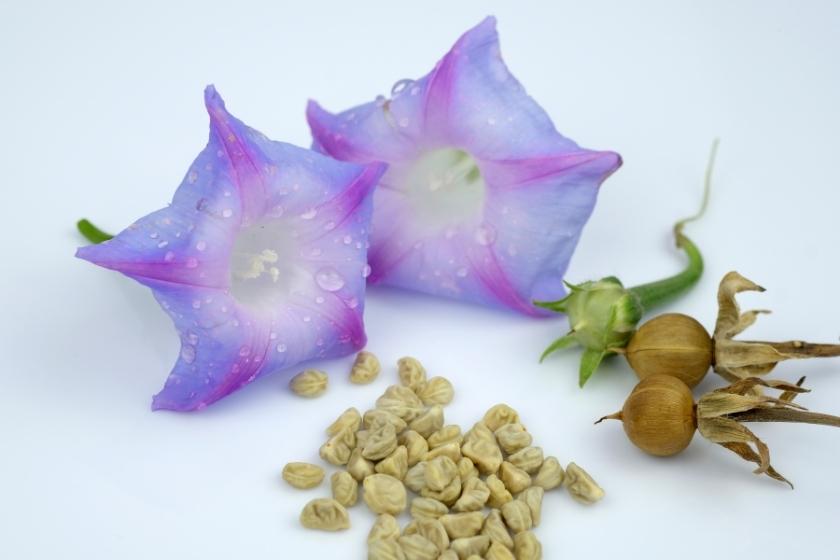 Can You Get High Off Morning Glory Seeds?