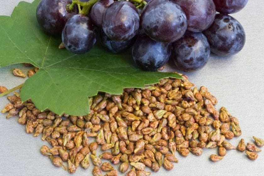 Is It Okay To Swallow Grape Seeds Can You Eat Grape Seeds? Find Out Here