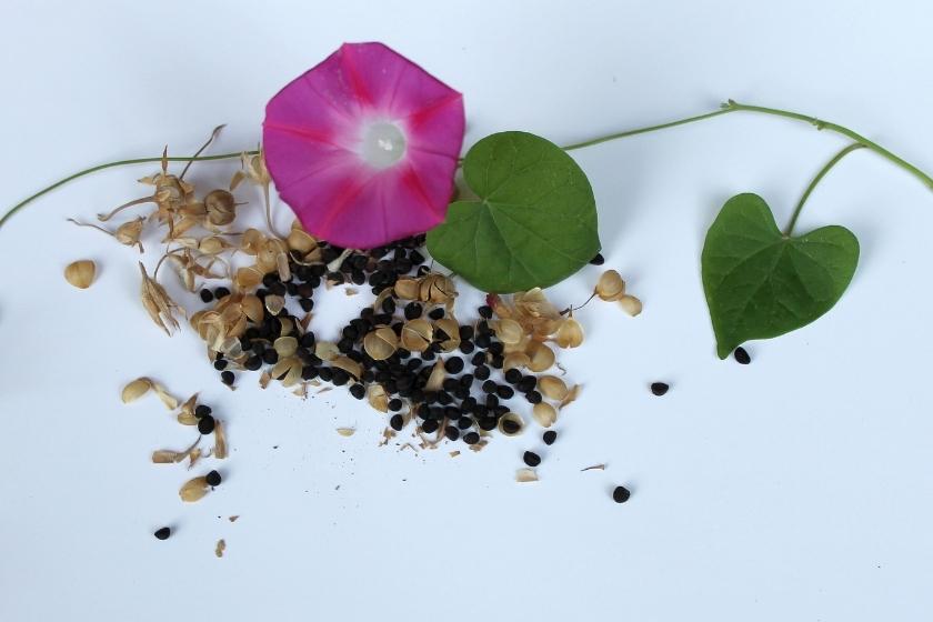 Can You Get High Off Morning Glory Seeds?