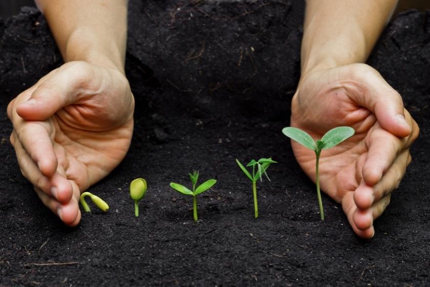 Do Seeds Germinate Better In The Dark?