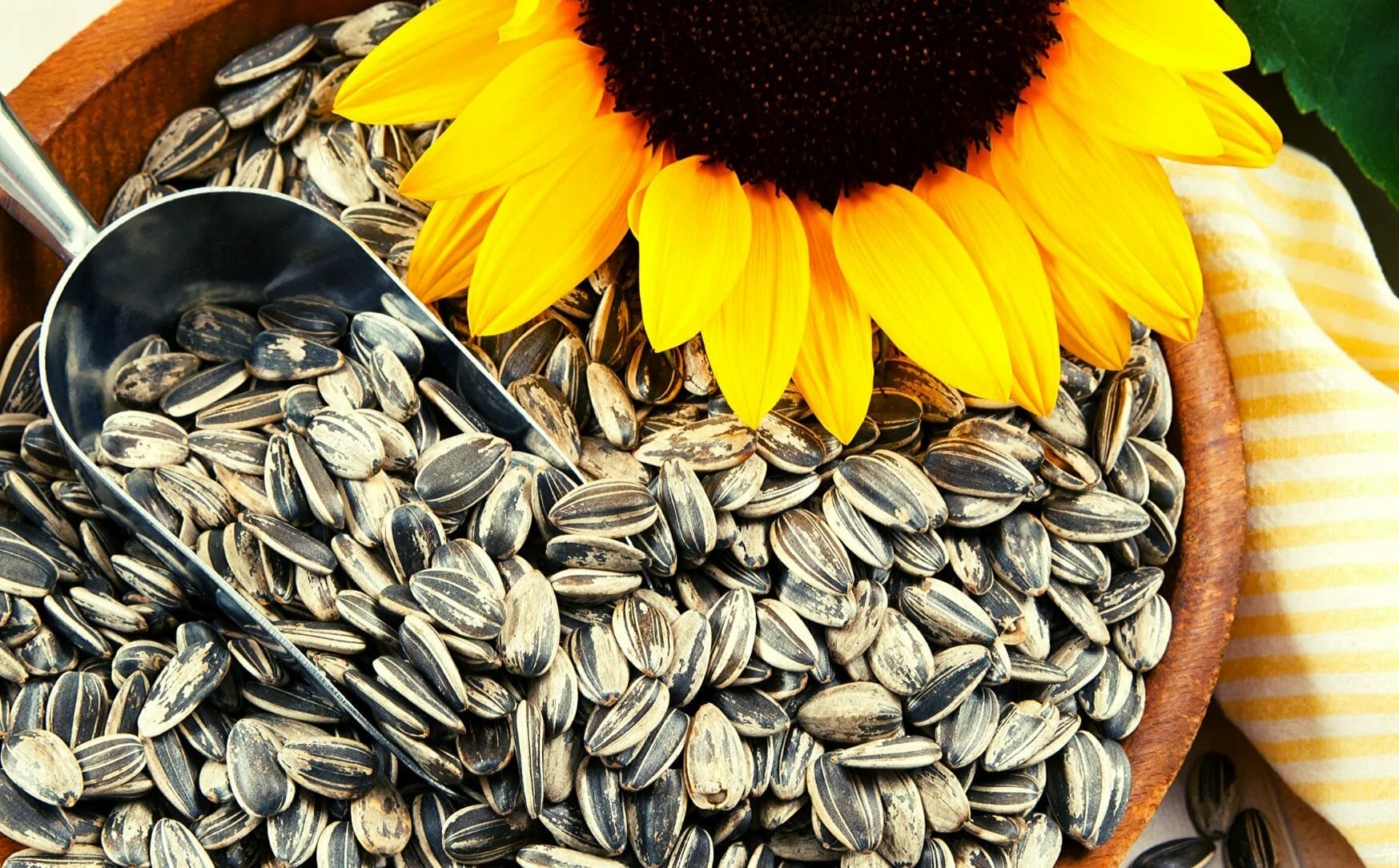 are-sunflower-seeds-good-for-you-read-here