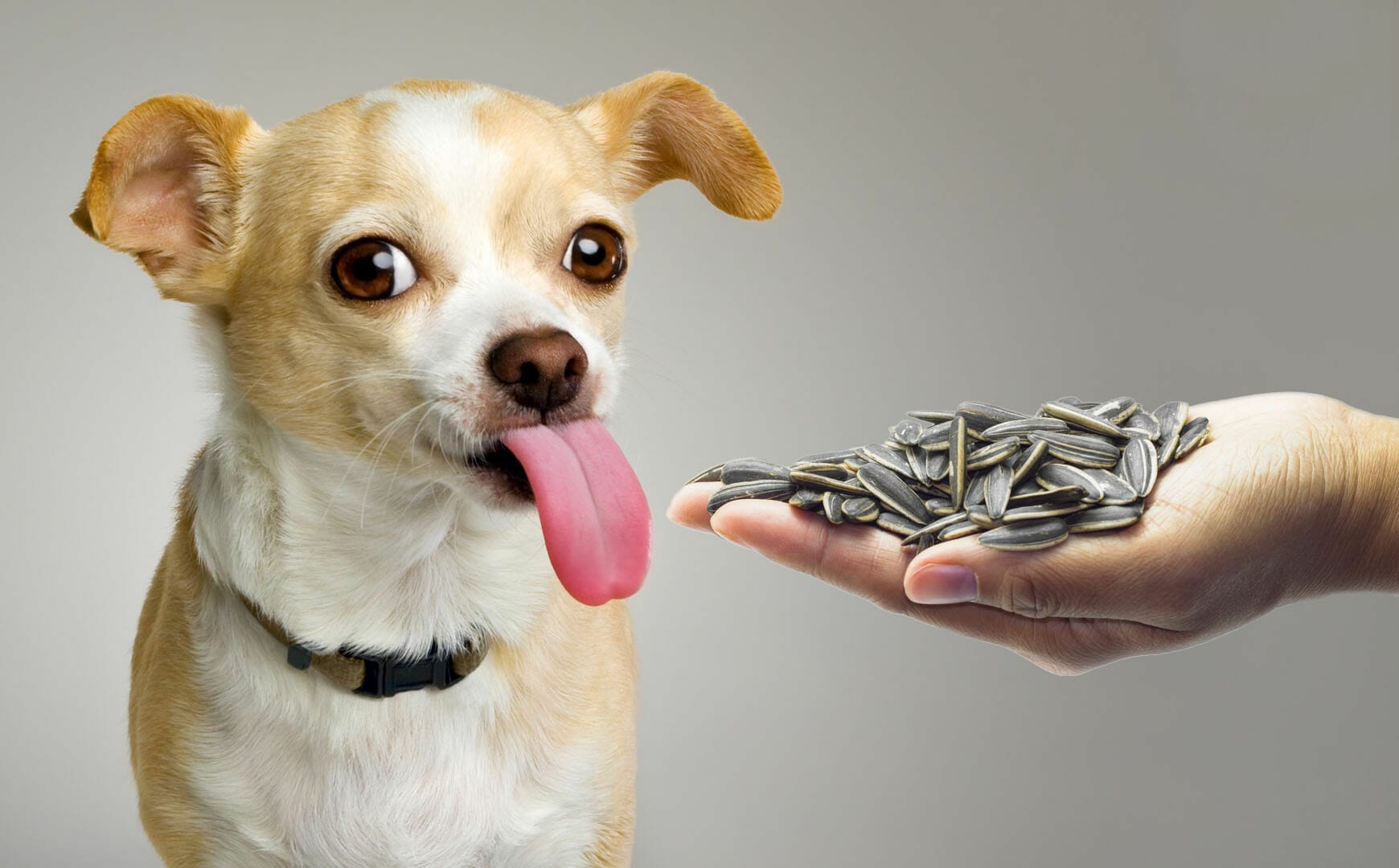 can dogs eat amaranth seeds