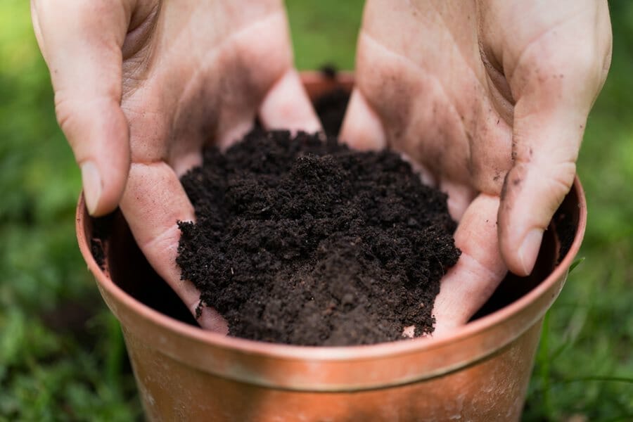 Can You Use Potting Soil To Start Seeds?