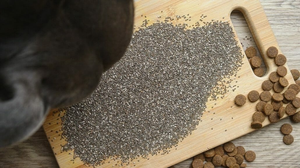 Can dogs eat chia seeds?