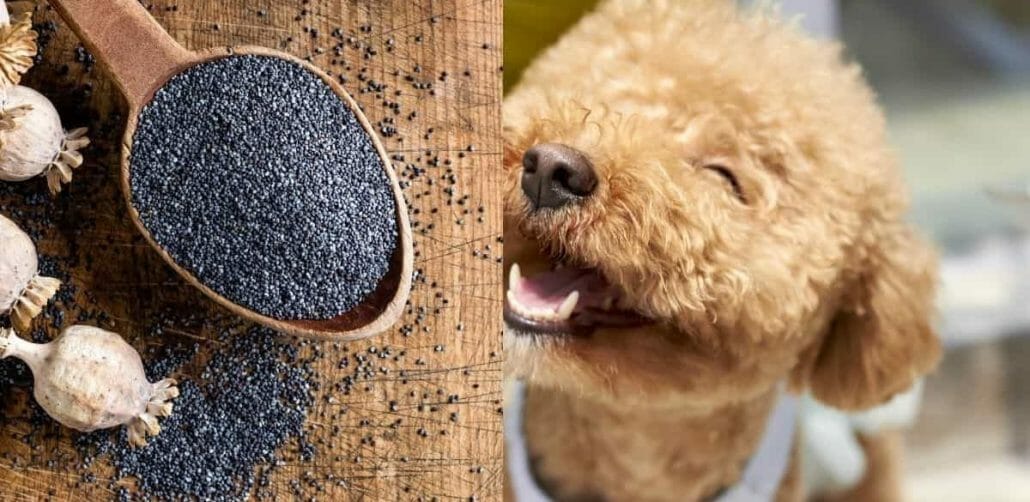 Can dogs have poppy seeds?