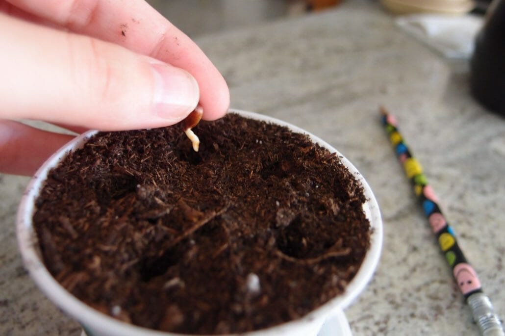 Choose the right soil for your apple seed