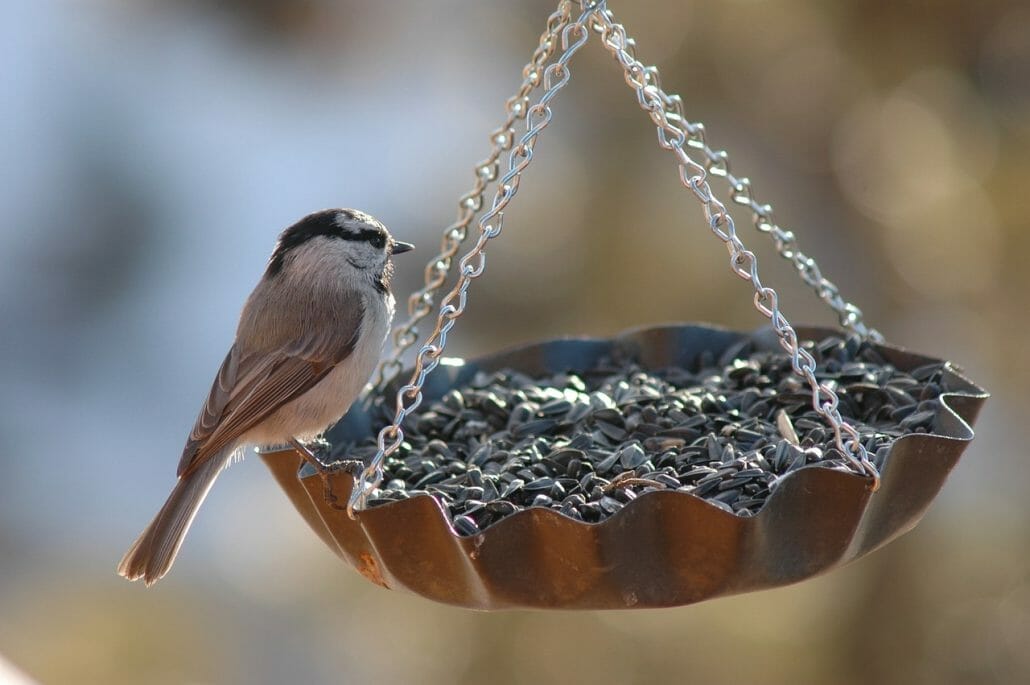 Choosing Seed With the Birds in Mind