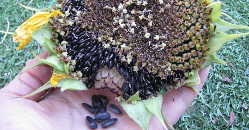 Factors that you should consider before harvesting your seeds