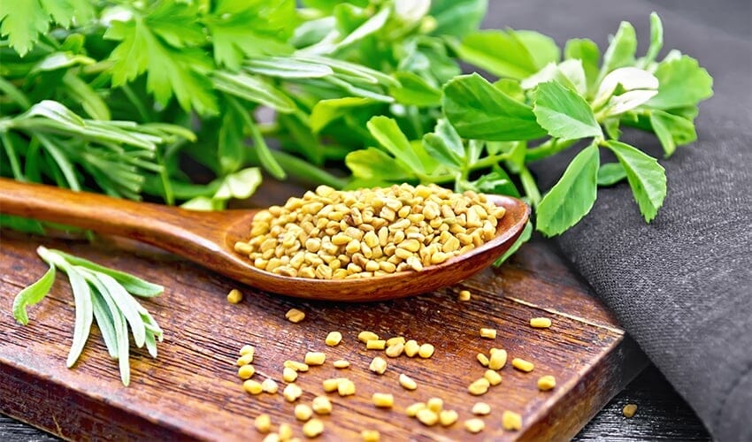 How Much Fenugreek Seeds Can I Take A Day ?
