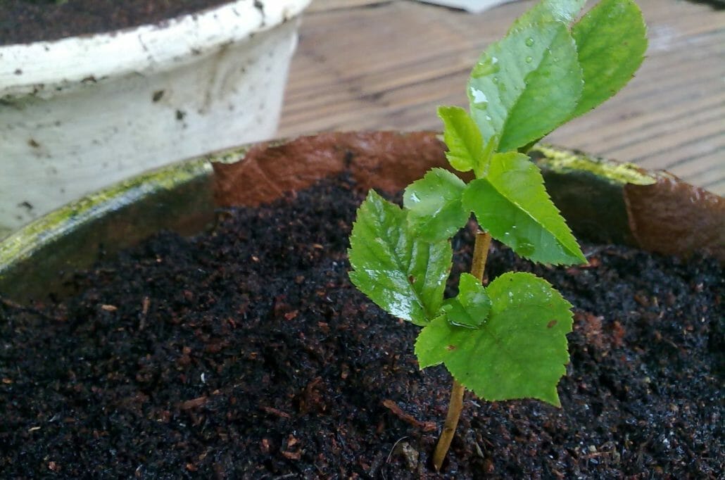 How long do apple seeds take to germinate ?