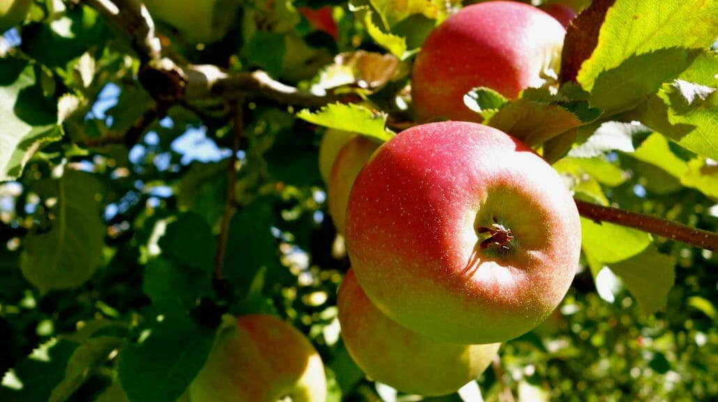 Ripe,Red,Apples,On,A,Tree,In,A,Pick,Your