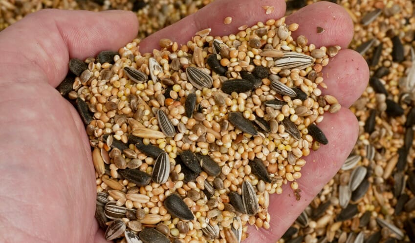 How to Choose Quality Birdseed