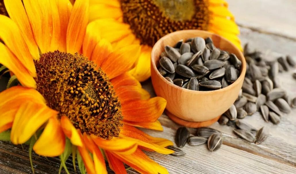 Raw Sunflower Seeds