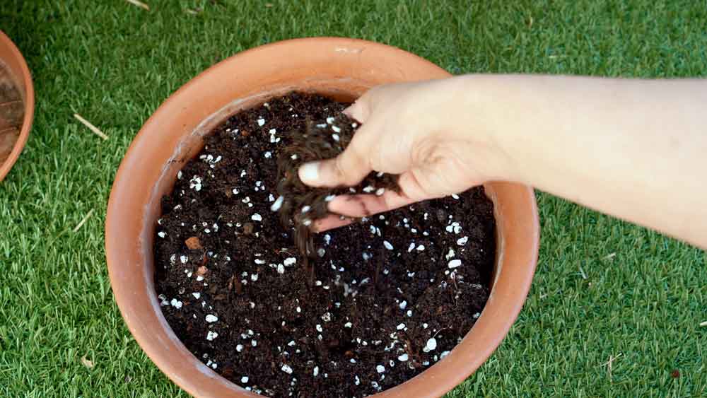 Seed starting potting mix recipe