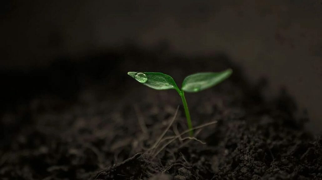 Seeds that can germinate in darkness