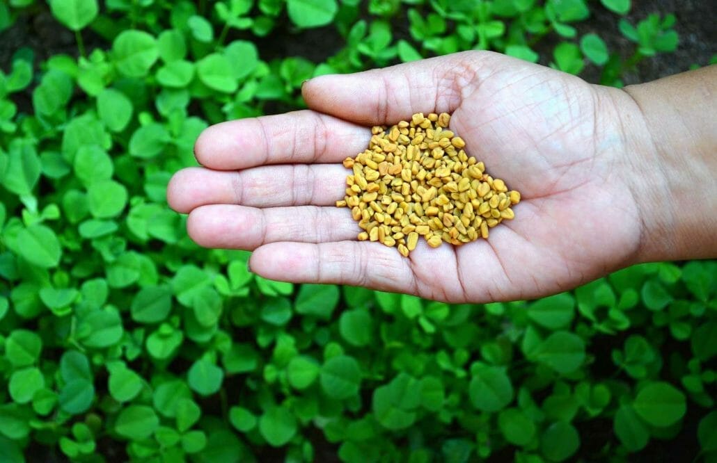 The other health benefits of a fenugreek seeds