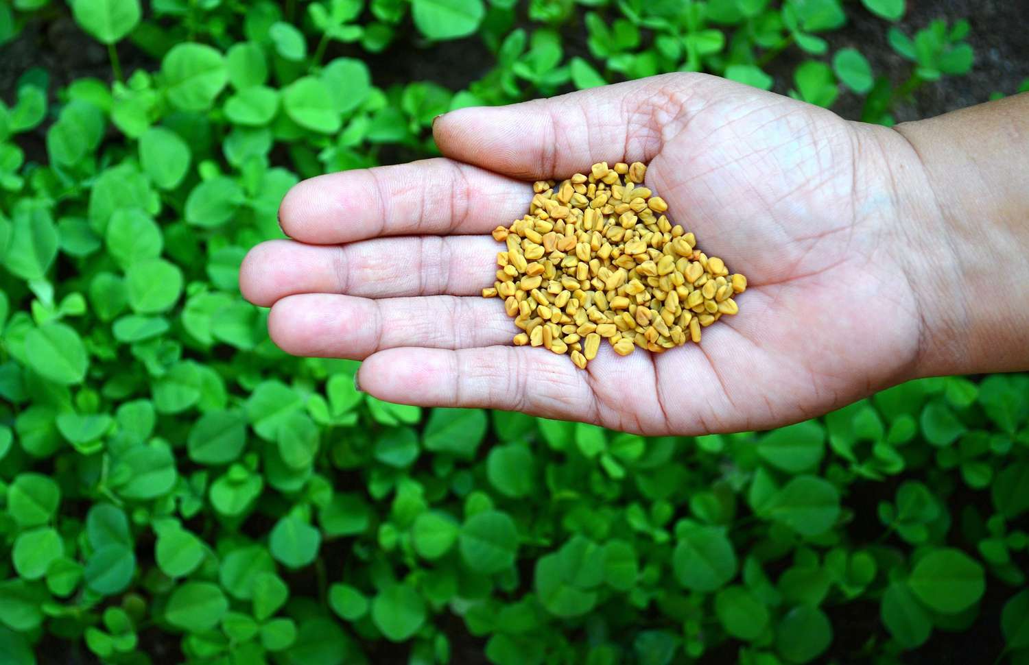 how-much-fenugreek-seeds-can-i-take-a-day