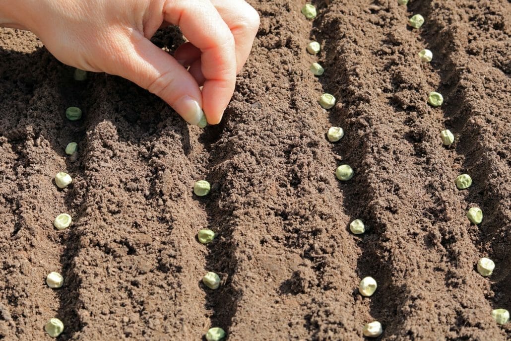 What happens if you plant seeds too deep ?