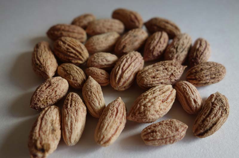 What seeds are not edible ?
