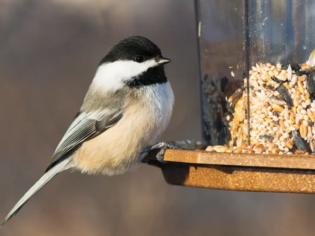 What seeds do birds eat UK ?