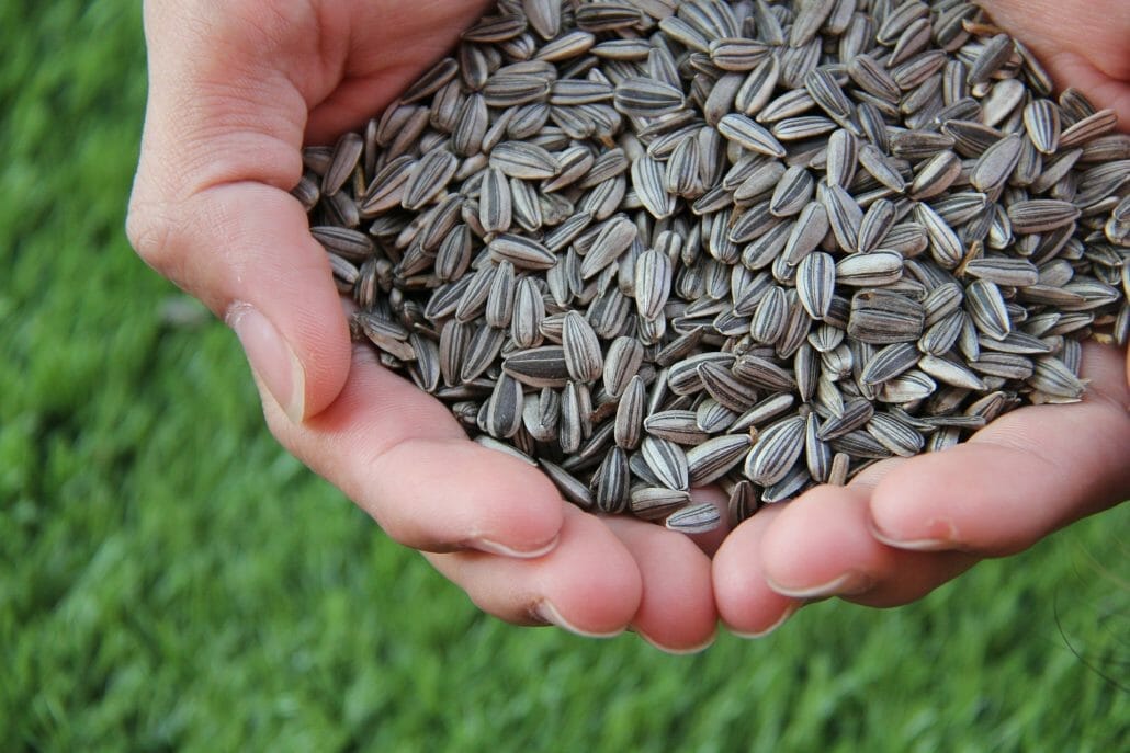 When to plant sunflower seeds ?
