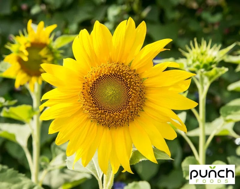 Health Benefits Of Sunflower Seeds