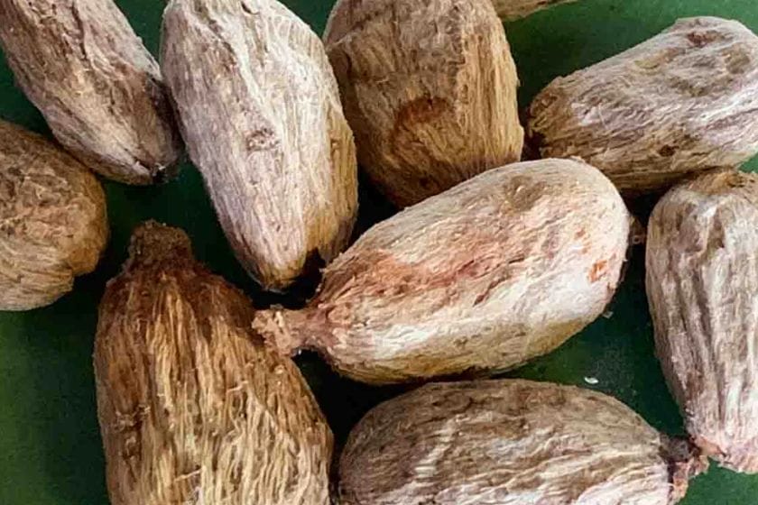 Frequently Asked Questions About Rambutan Seeds Frequently Asked Questions About Rambutan Seeds