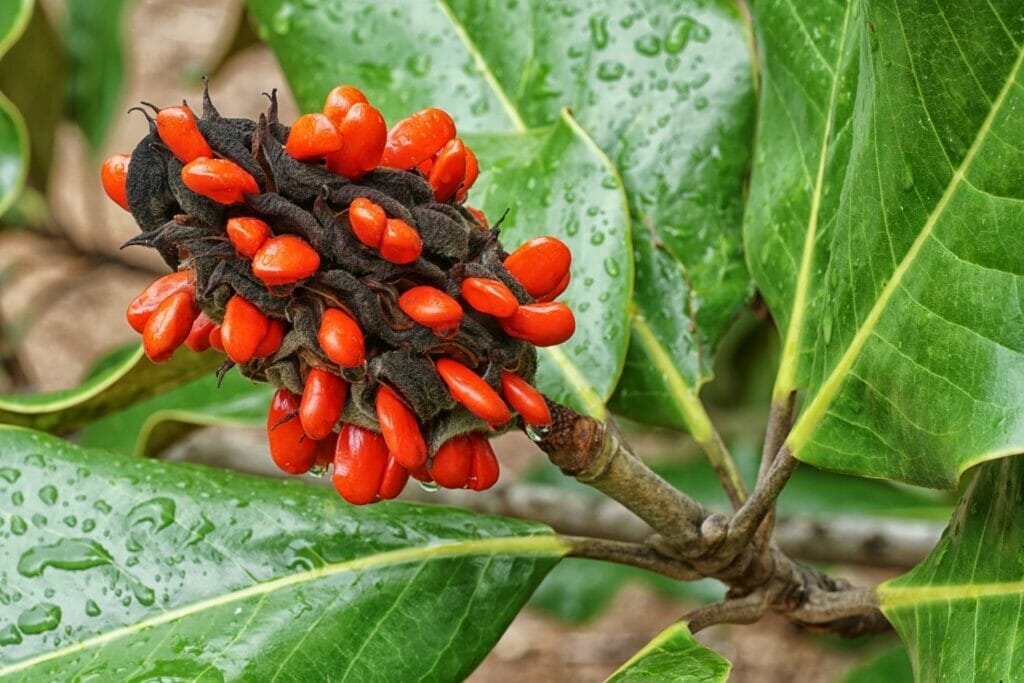 Are Magnolia Seeds Edible? Let