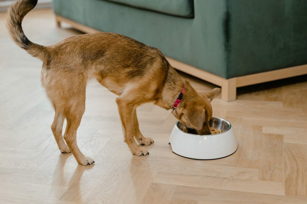 Can Dogs Eat Pumpkin Seeds?