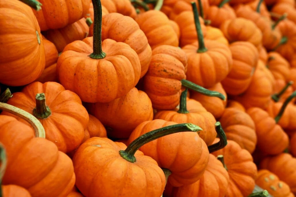 Can Pumpkin Be Bad For Rabbits?