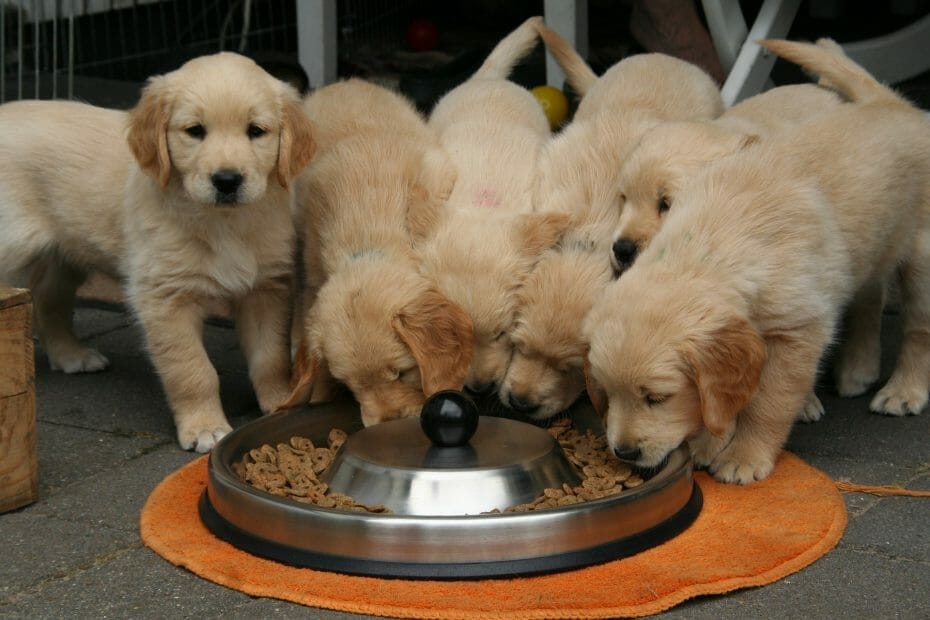 Can Puppies Eat Pumpkin Seeds? - Read More About It!