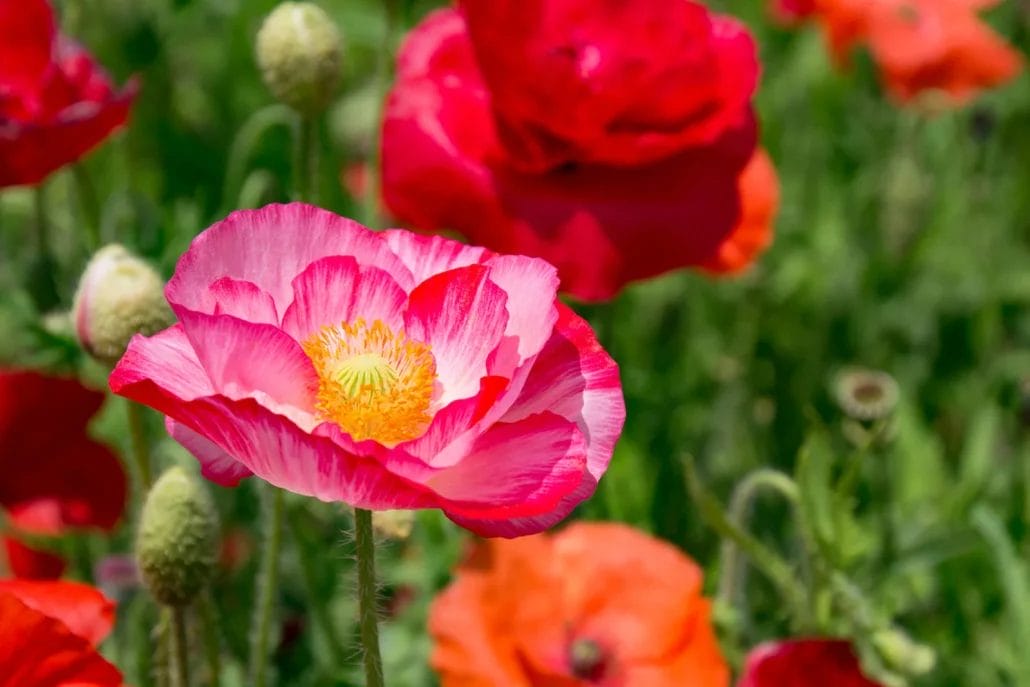 Choose the types of poppies