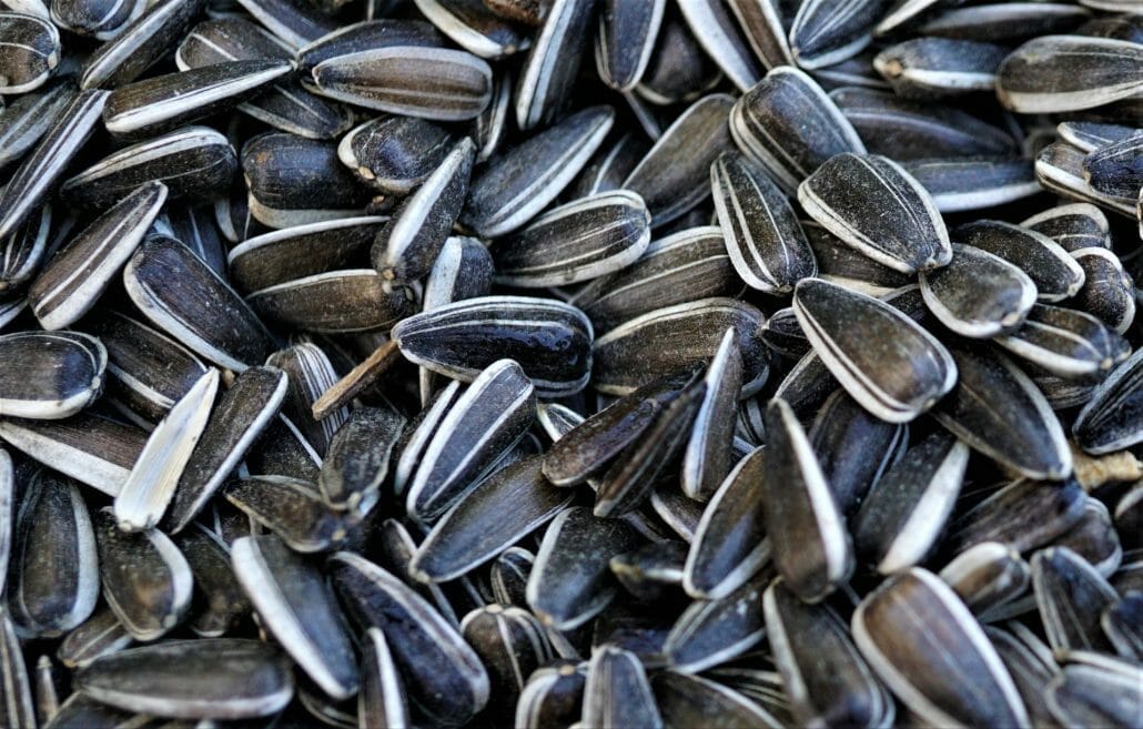 Harvesting To Roasting Sunflower Seeds