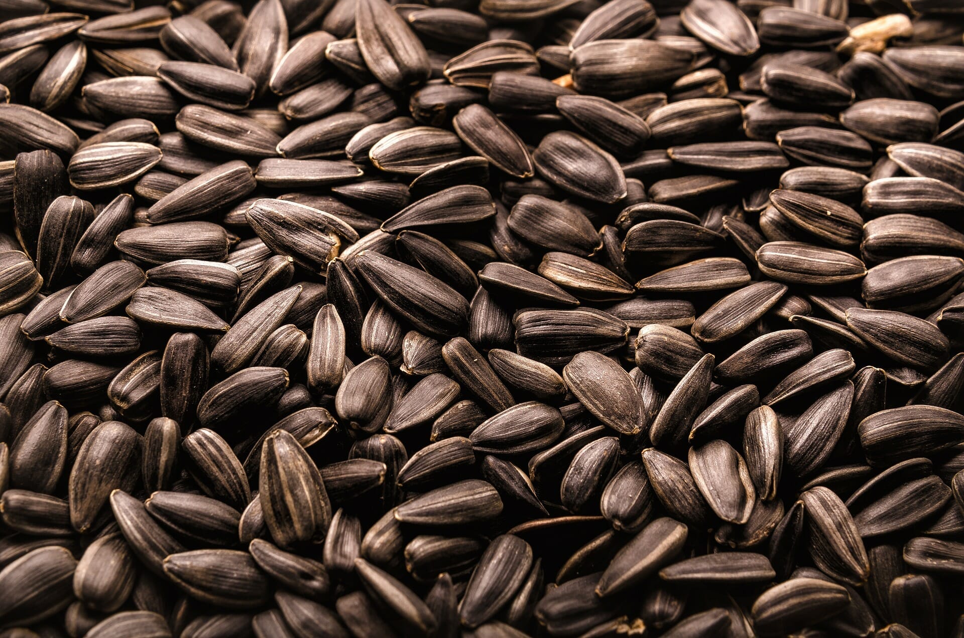 Harvesting To Roasting Sunflower Seeds Easy Guide Here!