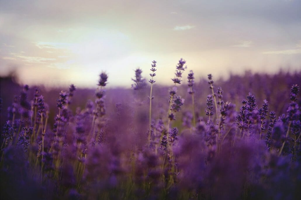 How To Grow Lavender From Seeds Indoors
