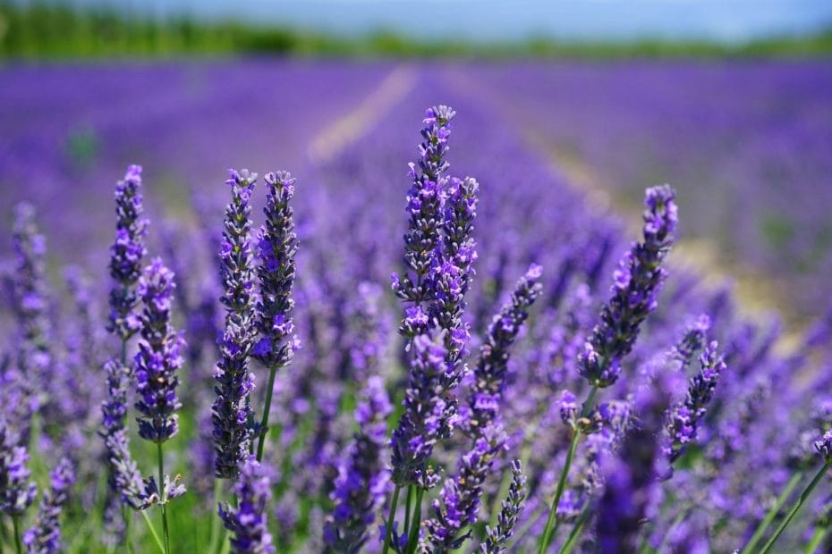 How To Grow Lavender From Seeds Indoors - Check This Out!