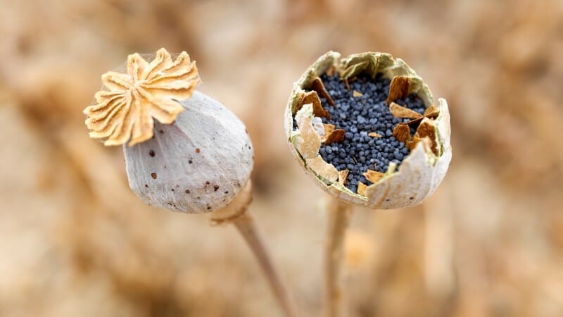 How To Grow Poppy From Seed ? Know Here
