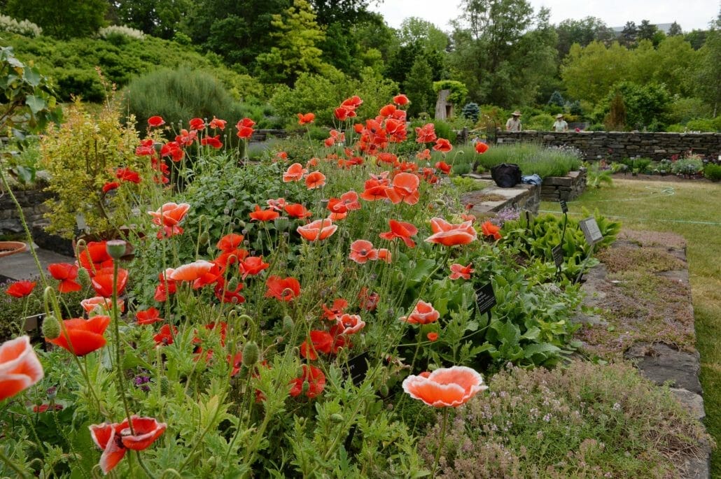 Plant poppies in the correct location