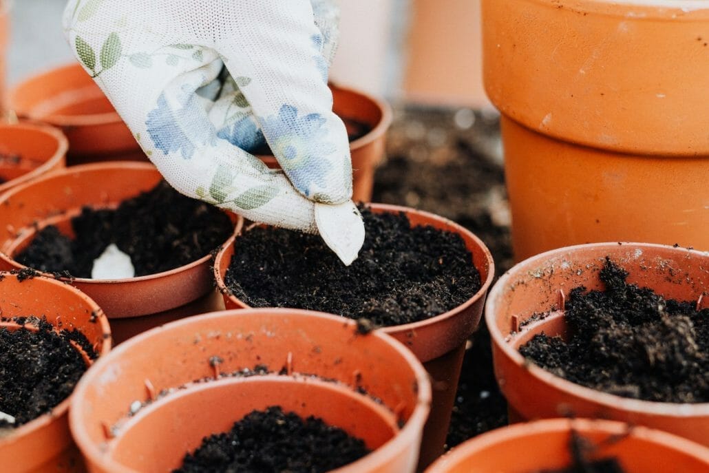 The first step is to plant seeds in a potting mix.