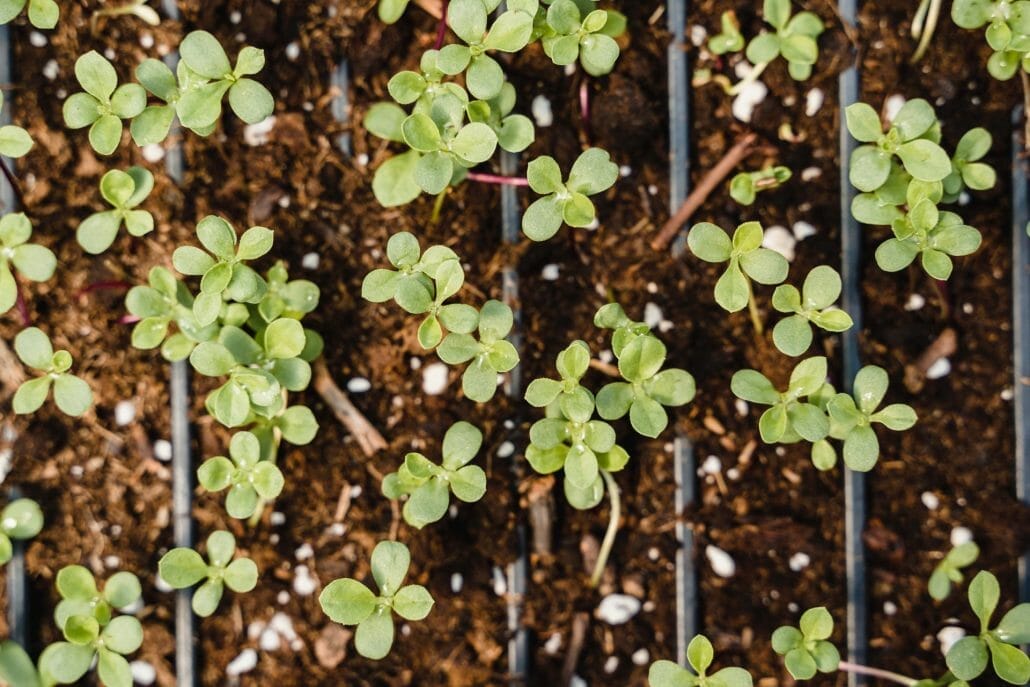 Transplanting Lavender Seedlings Into The Garden