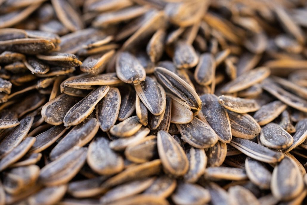 What Seeds Are Bad For Dogs?