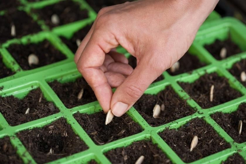 Our Guide To Planting Seeds & How Many You Should Plant Our Guide To Planting Seeds & How Many You Should Plant
