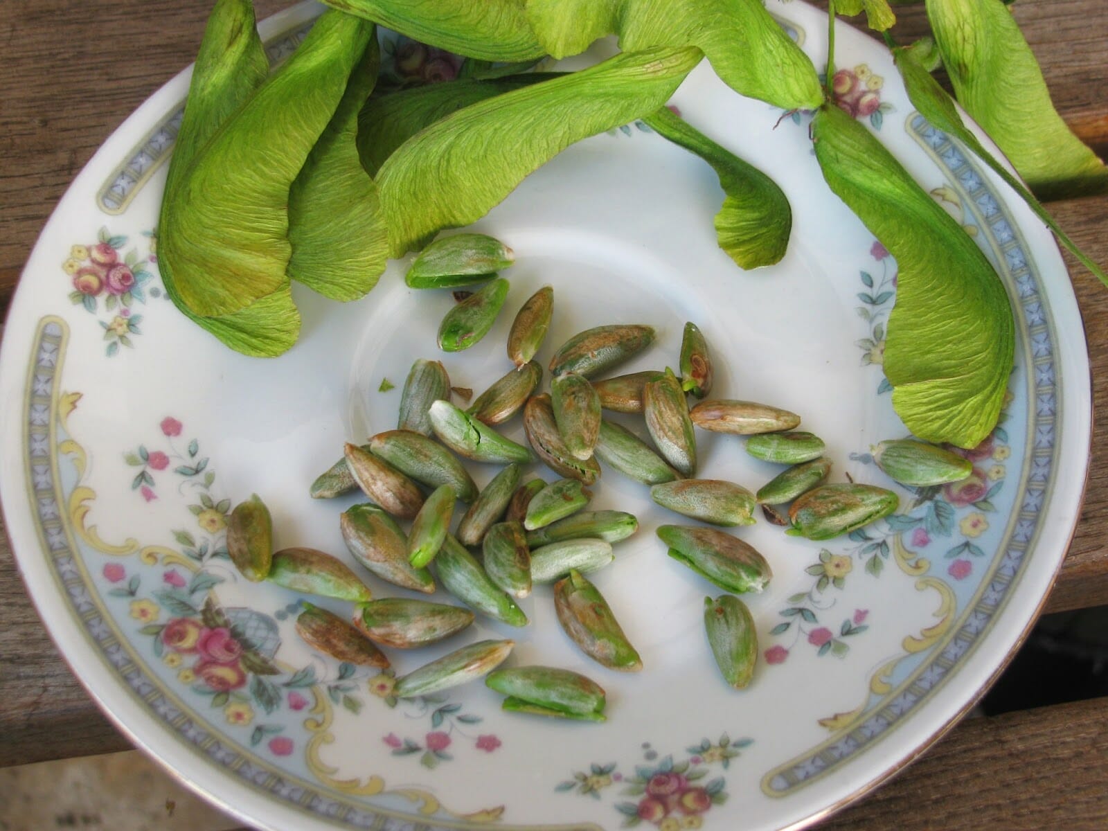 Are Maple Seeds Edible? Read Here!