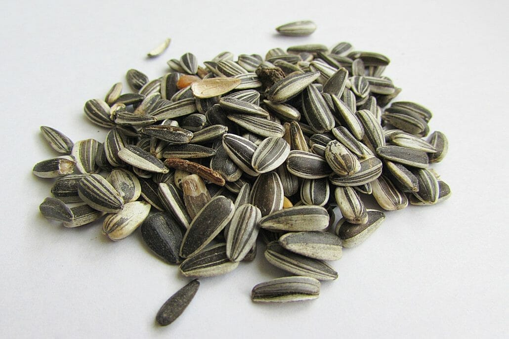 Are Sunflower Seeds Edible For Rabbits?