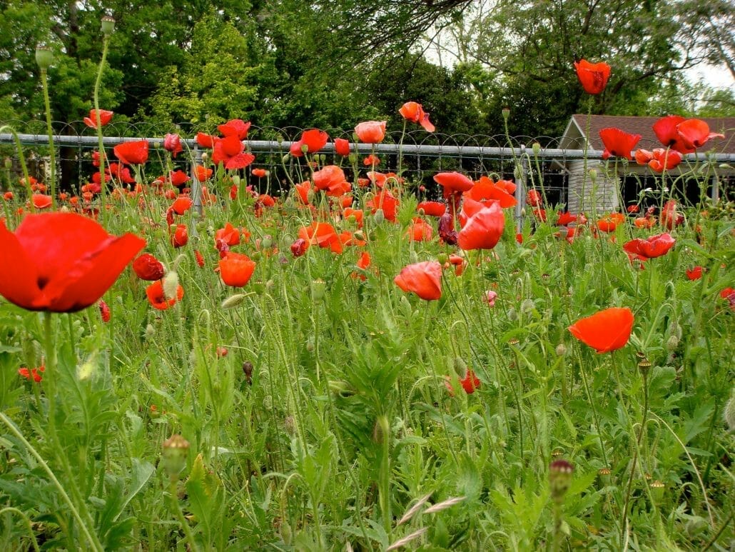 Best time to plant poppy