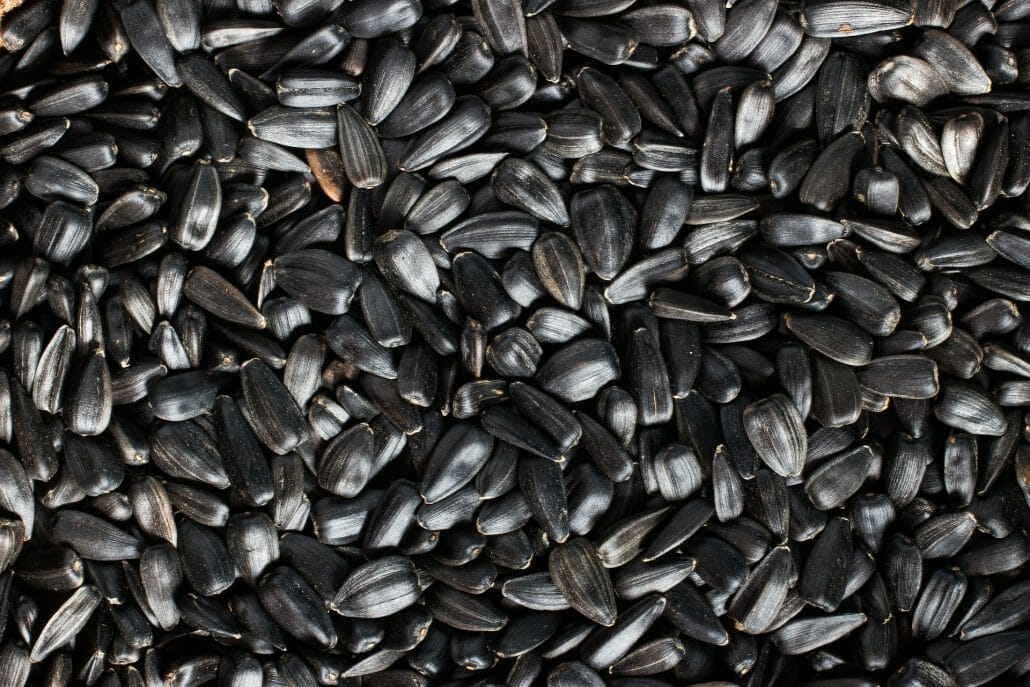 Black Oil Sunflower Seeds For Rabbits