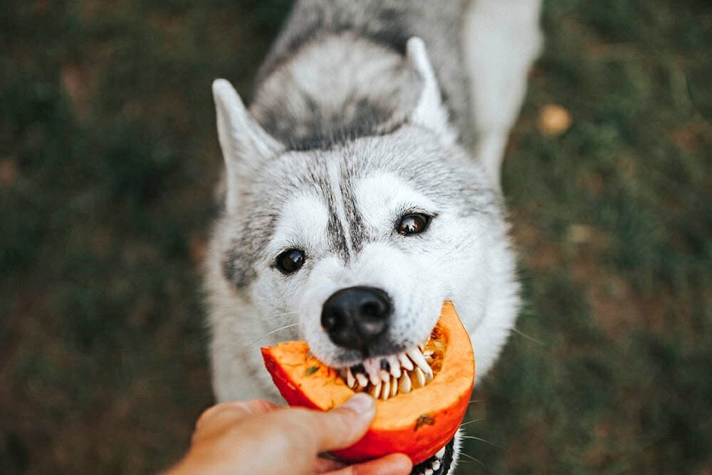 Can Puppies Eat Pumpkin Seeds? Find Out Here!