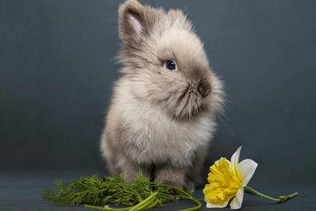 Can Rabbits Eat Sunflower?